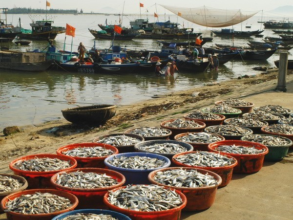 Khánh Hòa Hạn chế tối đa các nghề khai thác hải sản ven bờ